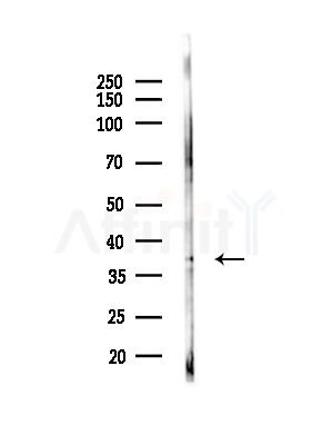 CLNS1A Antibody - Western blot analysis of lysates from Hela cells, using CLNS1A Antibody at 1/1000 dilution.