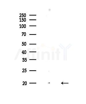 MGST1 Antibody - Western blot analysis of lysates from HUVEC cells, using MGST1 Antibody at 1/1000 dilution.