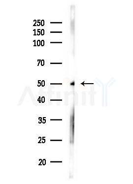 MRPS27 Antibody - Western blot analysis of lysates from Rat testis, using MRPS27 Antibody at 1/1000 dilution.