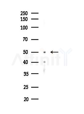 MRPS27 Antibody - Western blot analysis of lysates from Hela cells(starvation,24h treatment), using MRPS27 Antibody at 1/1000 dilution.