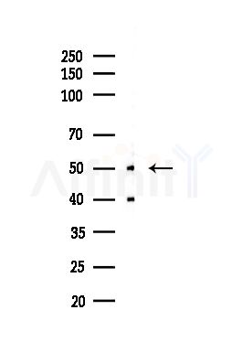 MRPS27 Antibody - Western blot analysis of lysates from HUVEC cells(UV,30min treatment), using MRPS27 Antibody at 1/1000 dilution.