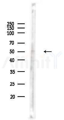 MRPS30 Antibody - Western blot analysis of lysates from Hela cells(heat-shock,45min treatment), using MRPS30 Antibody at 1/1000 dilution.