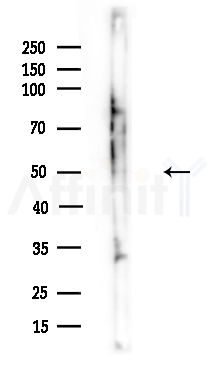 MRPS30 Antibody - Western blot analysis of lysates from Mouse brain, using MRPS30 Antibody at 1/1000 dilution.