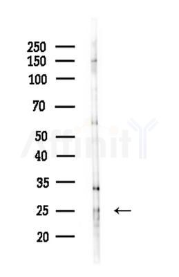 MRPS34 Antibody - Western blot analysis of lysates from HepG2 cells(LPS 4h treatment), using MRPS34 Antibody at 1/1000 dilution.