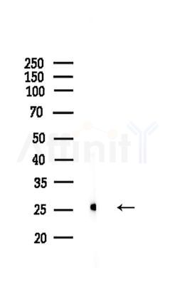 MRPS34 Antibody - Western blot analysis of lysates from Mouse liver, using MRPS34 Antibody at 1/1000 dilution.