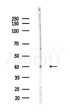 MRPL3 Antibody - Western blot analysis of lysates from B16F10-LUC cells(heat-shock,45min treatment), using MRPL3 Antibody at 1/1000 dilution.
