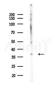 MRPL3 Antibody - Western blot analysis of lysates from HepG2 cells(heat-shock,45min treatment), using MRPL3 Antibody at 1/1000 dilution.