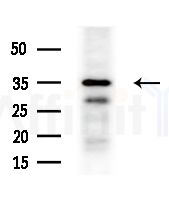 MRPL39 Antibody - Western blot analysis of extracts from various samples, using MRPL39 Antibody at 1/1000 dilution.