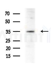 MRPL39 Antibody - Western blot analysis of extracts from Rat lung, using MRPL39 Antibody at 1/1000 dilution.