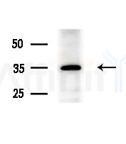 MRPL39 Antibody - Western blot analysis of extracts from RAW264.