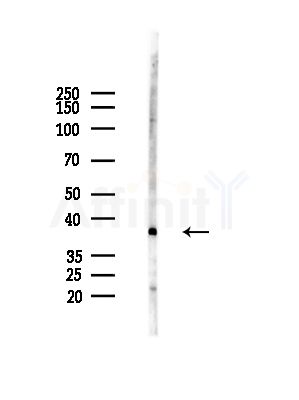 MRPL39 Antibody - Western blot analysis of lysates from RAW264.