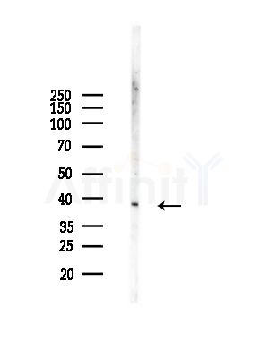 MRPL39 Antibody - Western blot analysis of lysates from Rat lung, using MRPL39 Antibody at 1/1000 dilution.