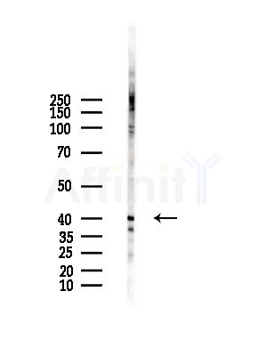 MRPL39 Antibody - Western blot analysis of lysates from HepG2 cells(LPS,4h treatment), using MRPL39 Antibody at 1/1000 dilution.