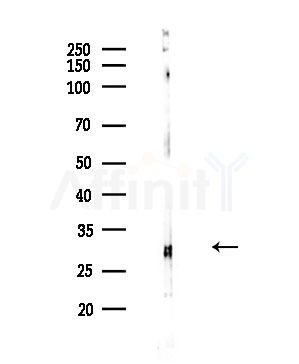 MRPL4 Antibody - Western blot analysis of lysates from COLO205 cells, using MRPL4 Antibody at 1/1000 dilution.