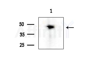 MOT13 Antibody - Western blot analysis of extracts from Rat brain, using MOT13 Antibody at 1/1000 dilution.