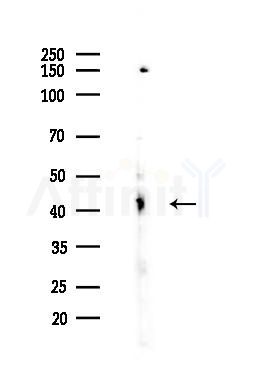 MOT13 Antibody - Western blot analysis of lysates from Rat brain, using MOT13 Antibody at 1/1000 dilution.