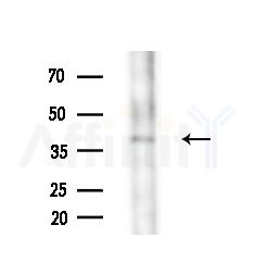 MOT14 Antibody - Western blot analysis of extracts from Rat brain, using MOT14 Antibody at 1/1000 dilution.