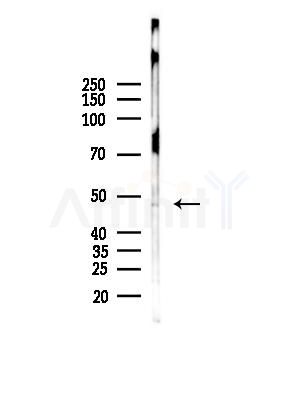 MOT14 Antibody - Western blot analysis of lysates from Rat brain, using MOT14 Antibody at 1/1000 dilution.