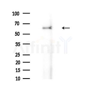 MEGF9 Antibody - Western blot analysis of extracts from Mouse liver, using MEGF9 Antibody at 1/1000 dilution.