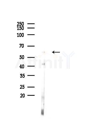 MEGF9 Antibody - Western blot analysis of lysates from Mouse liver, using MEGF9 Antibody at 1/1000 dilution.