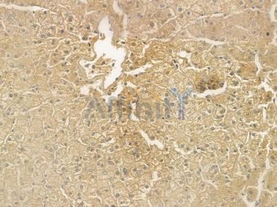NDUFA8 Antibody - DF4205 at 1/100 staining human normal liver tissue by IHC-P.