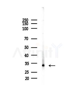 CYB5R1 Antibody - Western blot analysis of lysates from Mouse brain, using CYB5R1 Antibody at 1/1000 dilution.