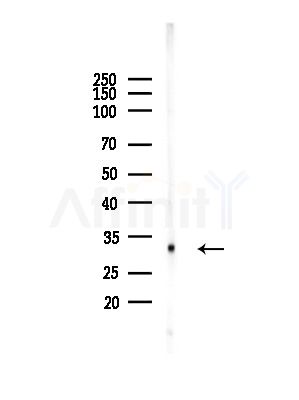 CYB5R1 Antibody - Western blot analysis of lysates from RAW264.