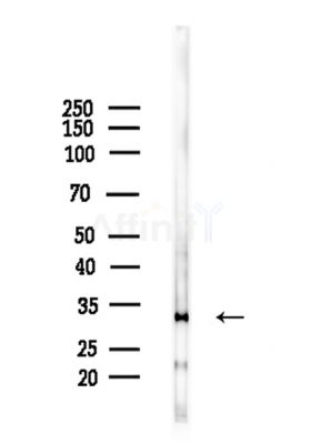 CYB5R3 Antibody - Western blot analysis of lysates from Mouse brain, using CYB5R3 Antibody at 1/1000 dilution.
