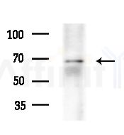 ME1 Antibody - Western blot analysis of extracts from Mouse testis, using ME1 Antibody at 1/1000 dilution.