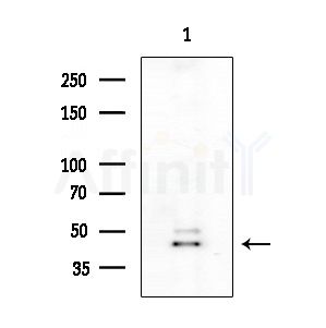 NCR1 Antibody - Western blot analysis of extracts from Rat testis, using NCR1 Antibody at 1/1000 dilution.