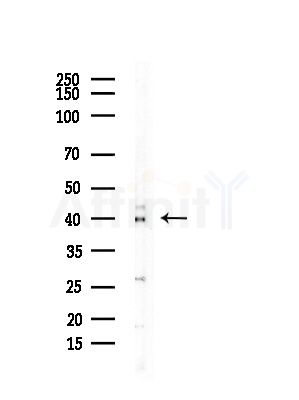 NCR1 Antibody - Western blot analysis of lysates from Rat testis, using NCR1 Antibody at 1/1000 dilution.