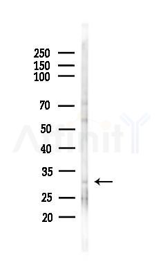 NCR3 Antibody - Western blot analysis of lysates from HepG2 cells(starvation,24h treatment), using NCR3 Antibody at 1/1000 dilution.