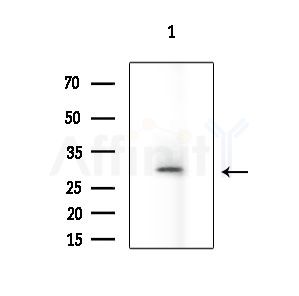 NRL Antibody - Western blot analysis of extracts from A375 cells(starvation treatment), using NRL Antibody at 1/1000 dilution.