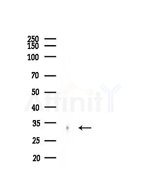 NXPH4 Antibody - Western blot analysis of lysates from B16F10-LUC cells(heat-shock, 45min treatment), using NXPH4 Antibody at 1/1000 dilution.