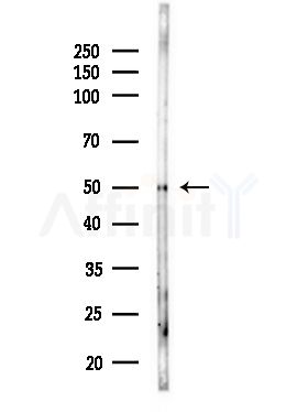NARFL Antibody - Western blot analysis of lysates from Rat testis, using NARFL Antibody at 1/1000 dilution.