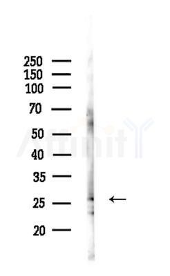CIP29 Antibody - Western blot analysis of lysates from Mouse liver, using CIP29 Antibody at 1/1000 dilution.