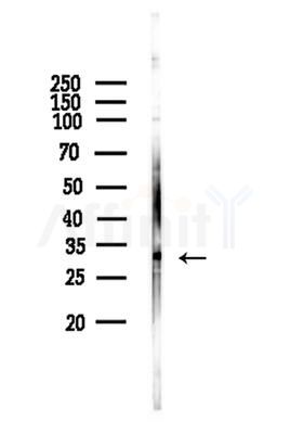 CIP29 Antibody - Western blot analysis of lysates from Hela cells, using CIP29 Antibody at 1/1000 dilution.