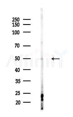 NFYC Antibody - Western blot analysis of lysates from B16F10-LUC cells(heat-shock,45min treatment), using NFYC Antibody at 1/1000 dilution.