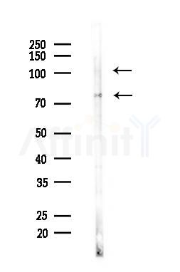 NOLC1 Antibody - Western blot analysis of lysates from Mouse liver, using NOLC1 Antibody at 1/1000 dilution.