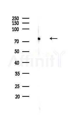 NOLC1 Antibody - Western blot analysis of lysates from Rat brain, using NOLC1 Antibody at 1/1000 dilution.