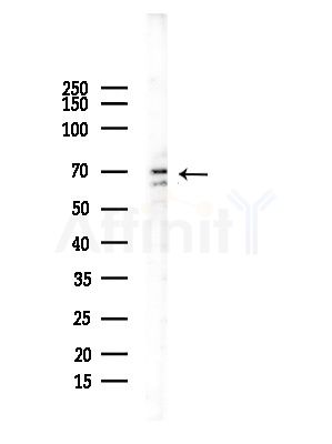 NR4A3 Antibody - Western blot analysis of lysates from Rat testis, using NR4A3 Antibody at 1/1000 dilution.
