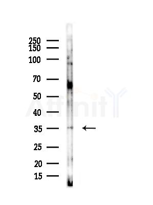 ZDHHC7 Antibody - Western blot analysis of lysates from COLO205 cells, using ZDHHC7 Antibody at 1/1000 dilution.