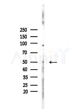 PARD6B Antibody - Western blot analysis of lysates from PC12 cells(heat-shock,45min treatment), using PARD6B Antibody at 1/1000 dilution.