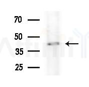 PLD4 Antibody - Western blot analysis of extracts from Rat brain, using PLD4 Antibody at 1/1000 dilution.