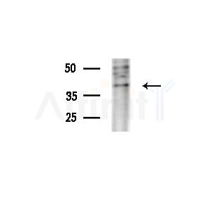 Serpin A5 Antibody - Western blot analysis of lysates from MCF7 cells(heat-shock treatment), using Serpin A5 Antibody at 1/1000 dilution.