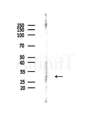 KCNK1 Antibody - Western blot analysis of lysates from Mouse testis, using KCNK1 Antibody at 1/1000 dilution.