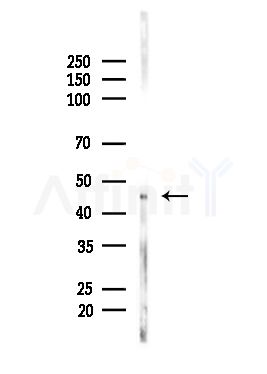 KCNK12 Antibody - Western blot analysis of lysates from Mouse brain, using KCNK12 Antibody at 1/1000 dilution.