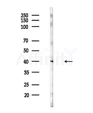 KCNK17 Antibody - Western blot analysis of lysates from Mouse testis, using KCNK17 Antibody at 1/1000 dilution.