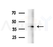 KCNK6 Antibody - Western blot analysis of extracts from Mouse liver, using KCNK6 Antibody at 1/1000 dilution.