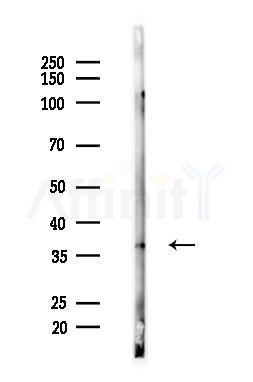 KCNK6 Antibody - Western blot analysis of lysates from Mouse liver, using KCNK6 Antibody at 1/1000 dilution.